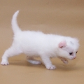 Curl Harbour's Tikki