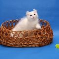 Curl Harbour's Tikki
