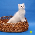 Curl Harbour's Tikki