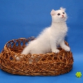 Curl Harbour's Tikki