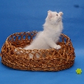 Curl Harbour's Tikki