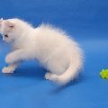 Curl Harbour's Tikki