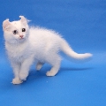 Curl Harbour's Tikki