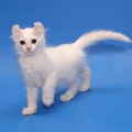 Curl Harbour's Tavi