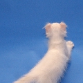 Curl Harbour's Tavi