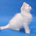 Curl Harbour's Tavi